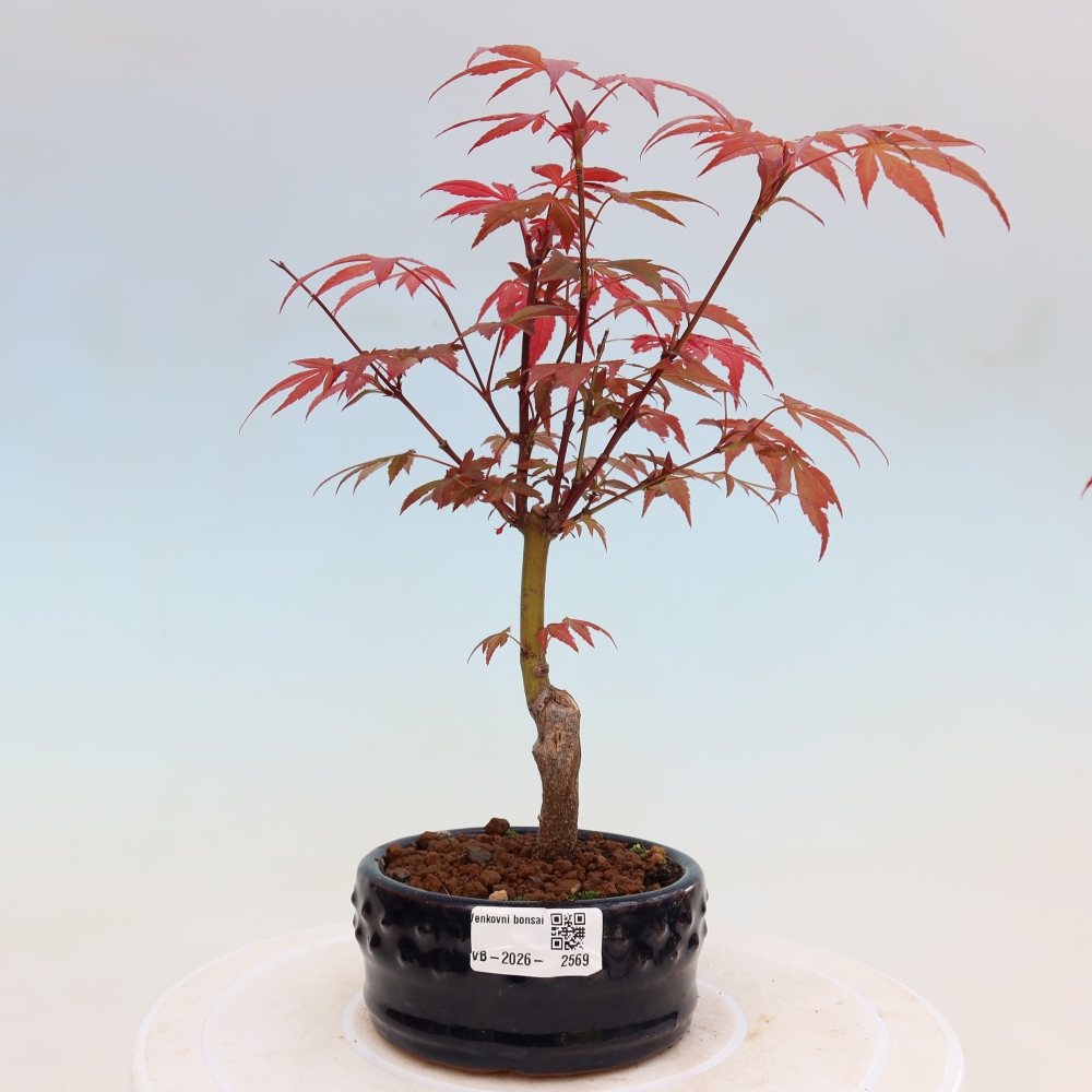Bonsaï d'extérieur - Acer palm. Atropurpureum-Javor palmate