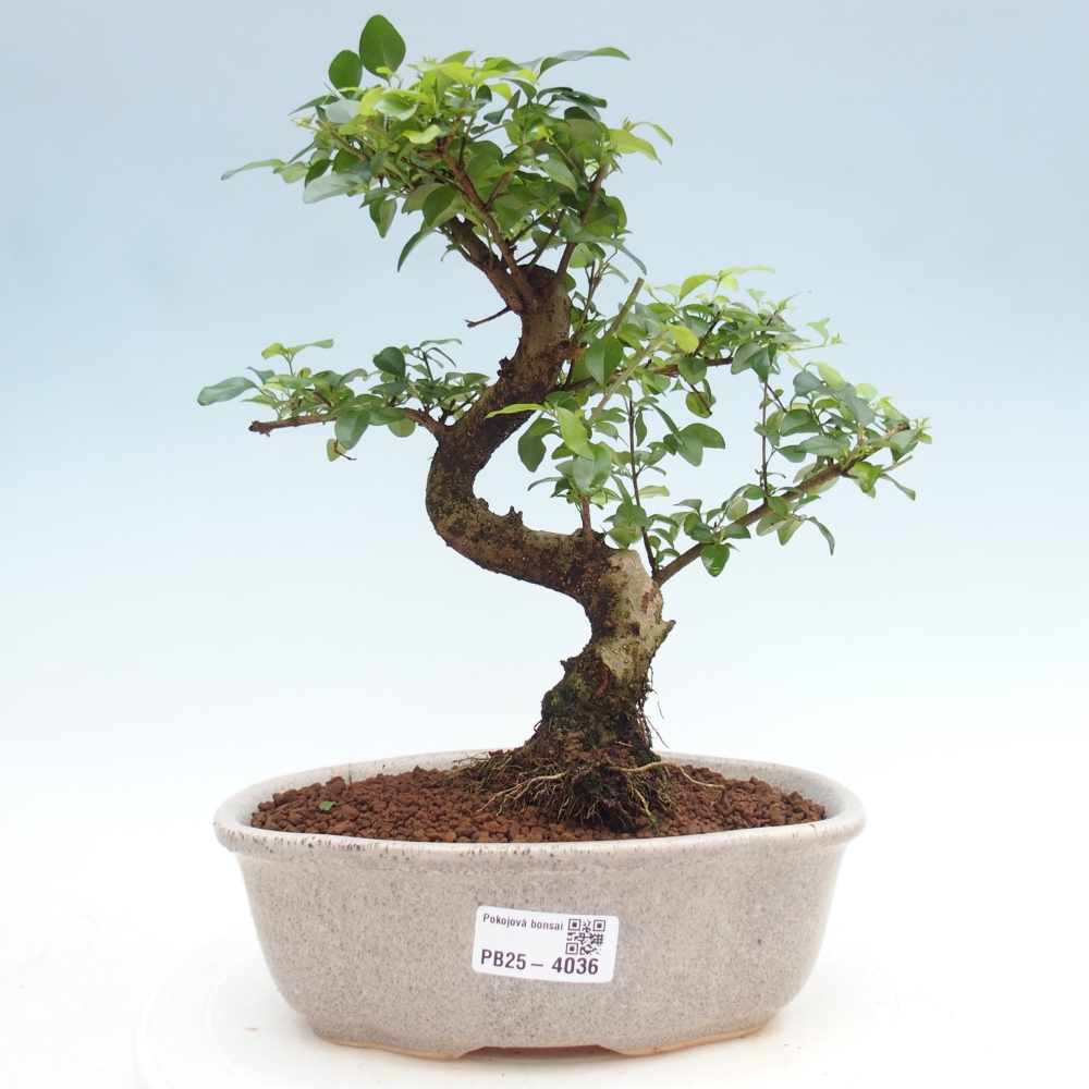 Bonsaï de chambre -Ligustrum chinensis - Bec d'oiseau