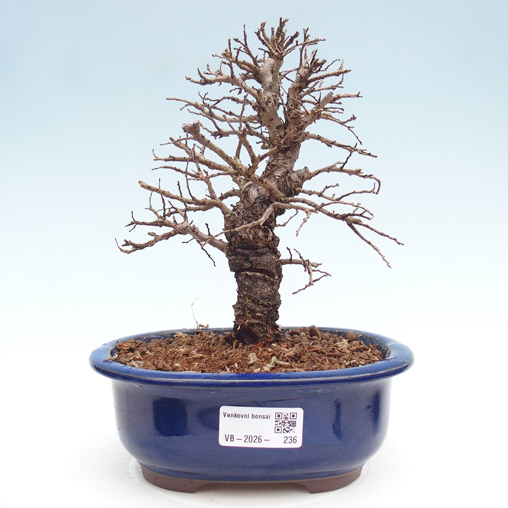 Bonsaï d'extérieur - Zelkova - Zelkova NIRE