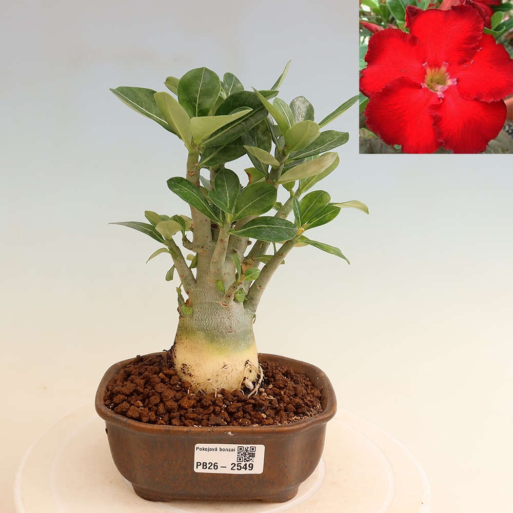 Bonsaï d'intérieur - Adenium obesum Red Star - Rose du désert