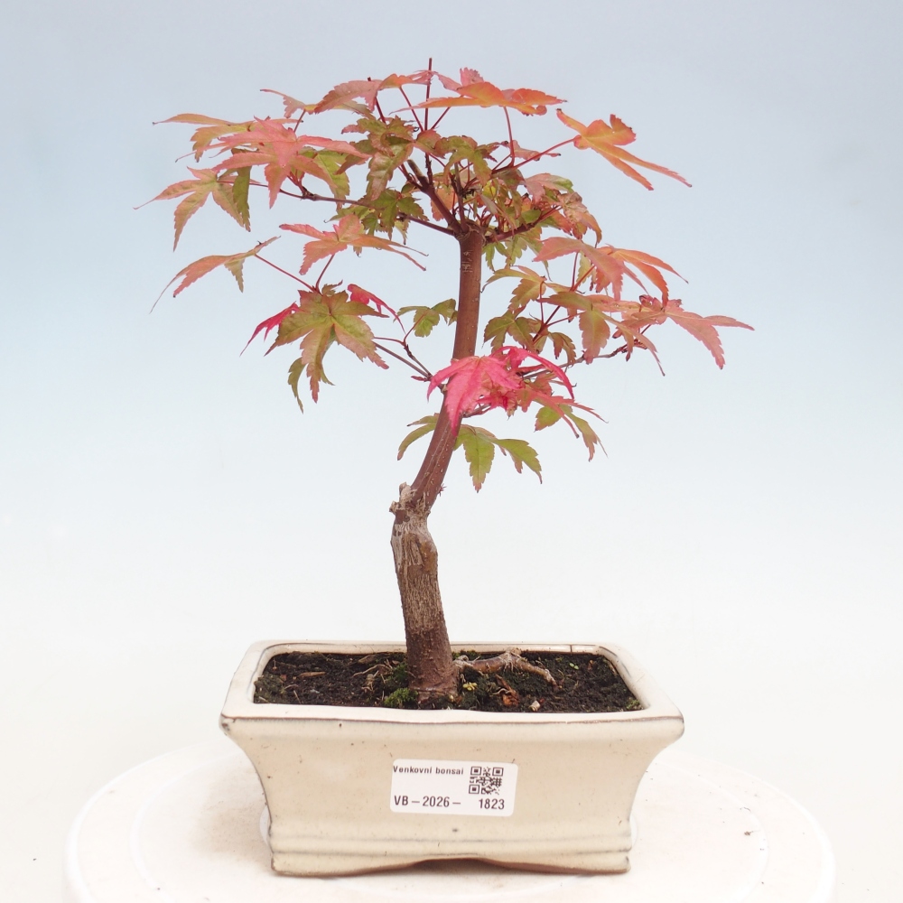 Bonsaï d'extérieur - Acer palmatum DESHOJO