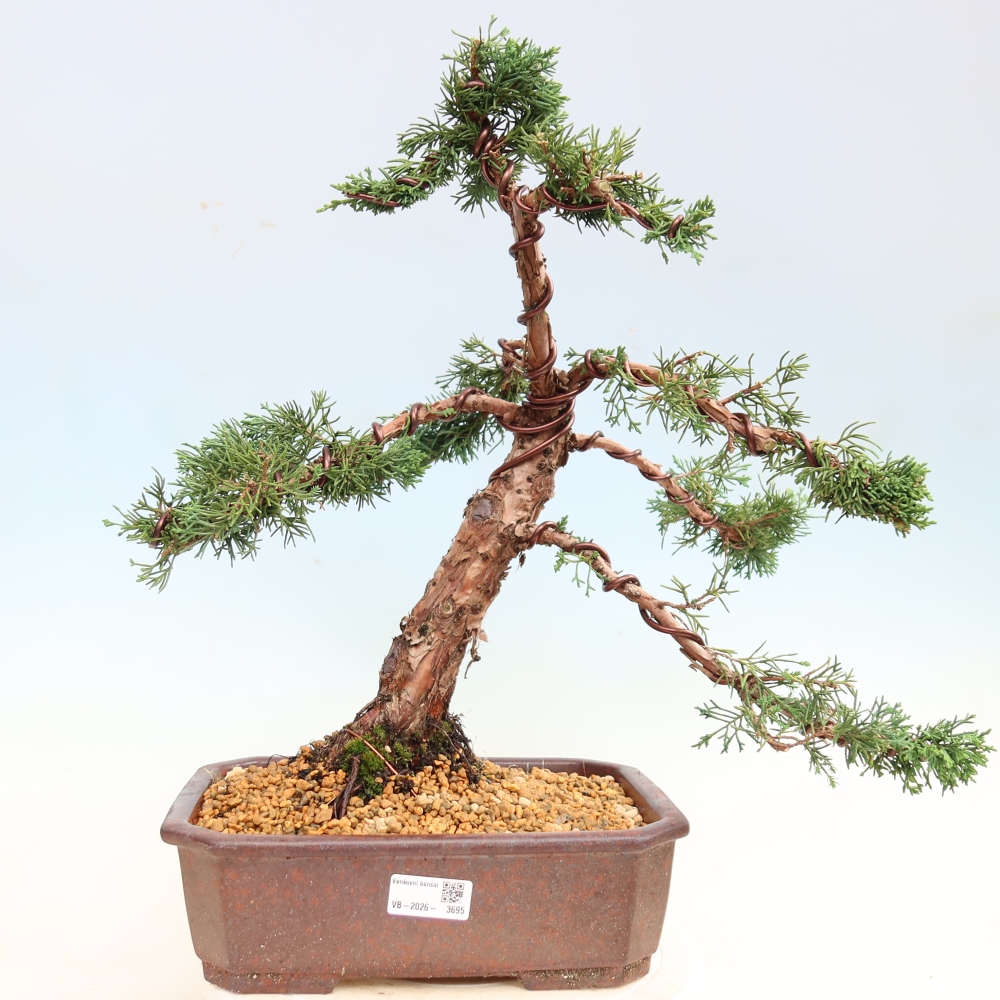 Bonsaï d'extérieur - Juniperus chinensis Kishu