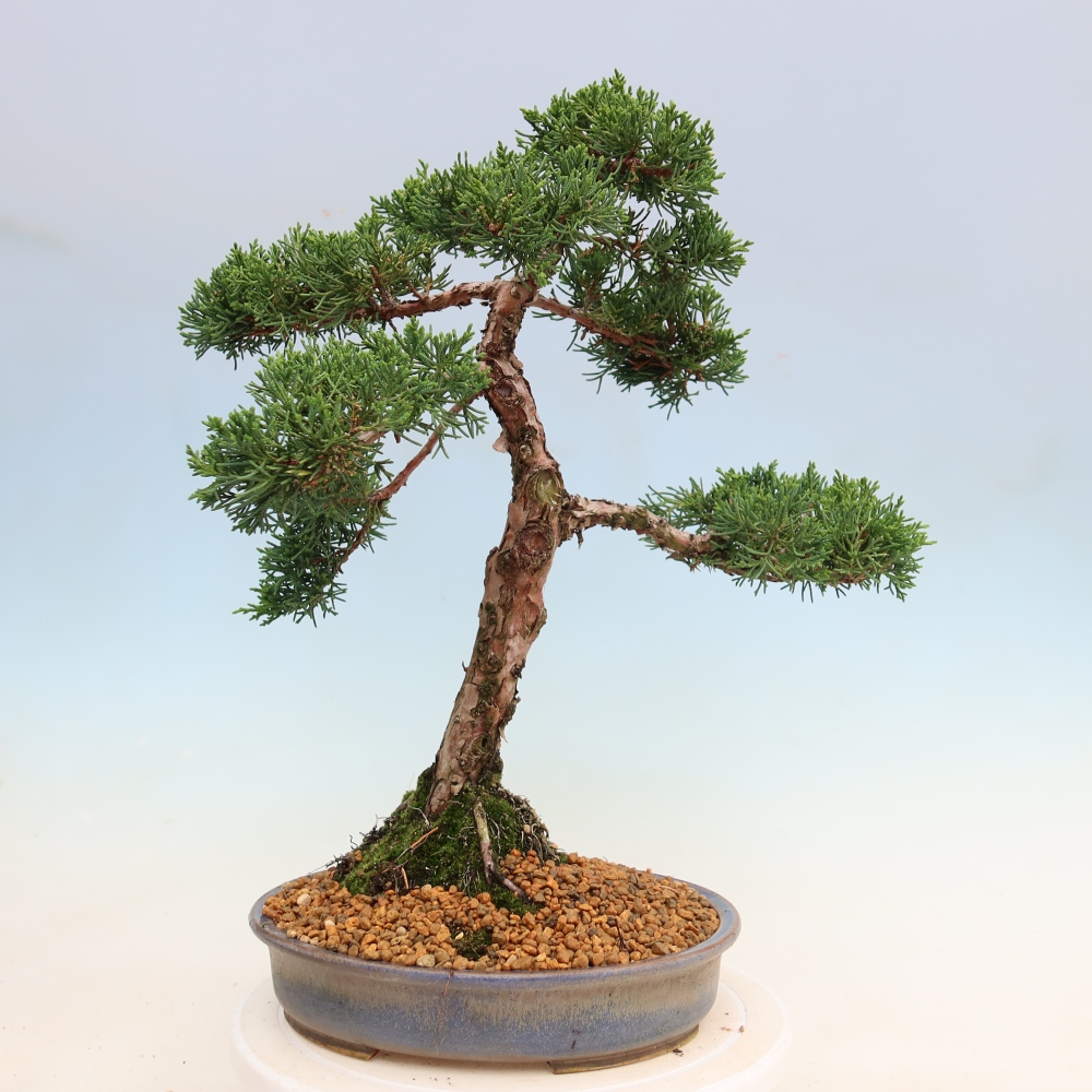 Bonsaï d'extérieur - Juniperus chinensis Kishu
