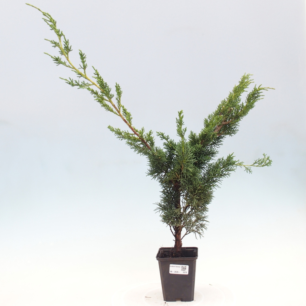 Bonsaï d'extérieur - Juniperus chinensis Kishu
