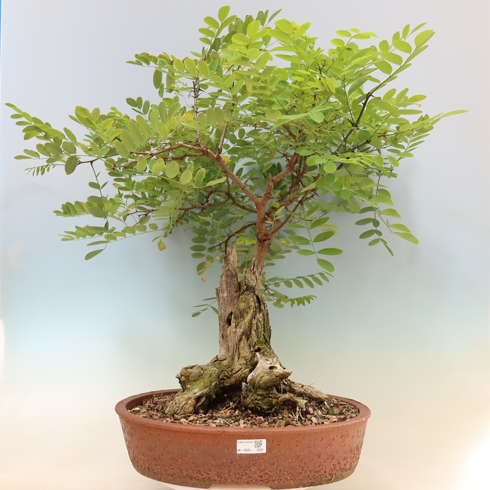 Bonsaï d'extérieur - Acacia épineux - Robinia pseudoacacia