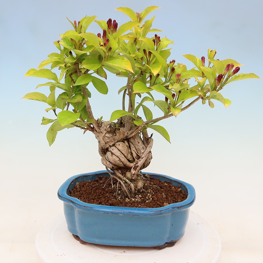 Bonsaï d'extérieur - Weigela subsessilis - Weigela de Corée