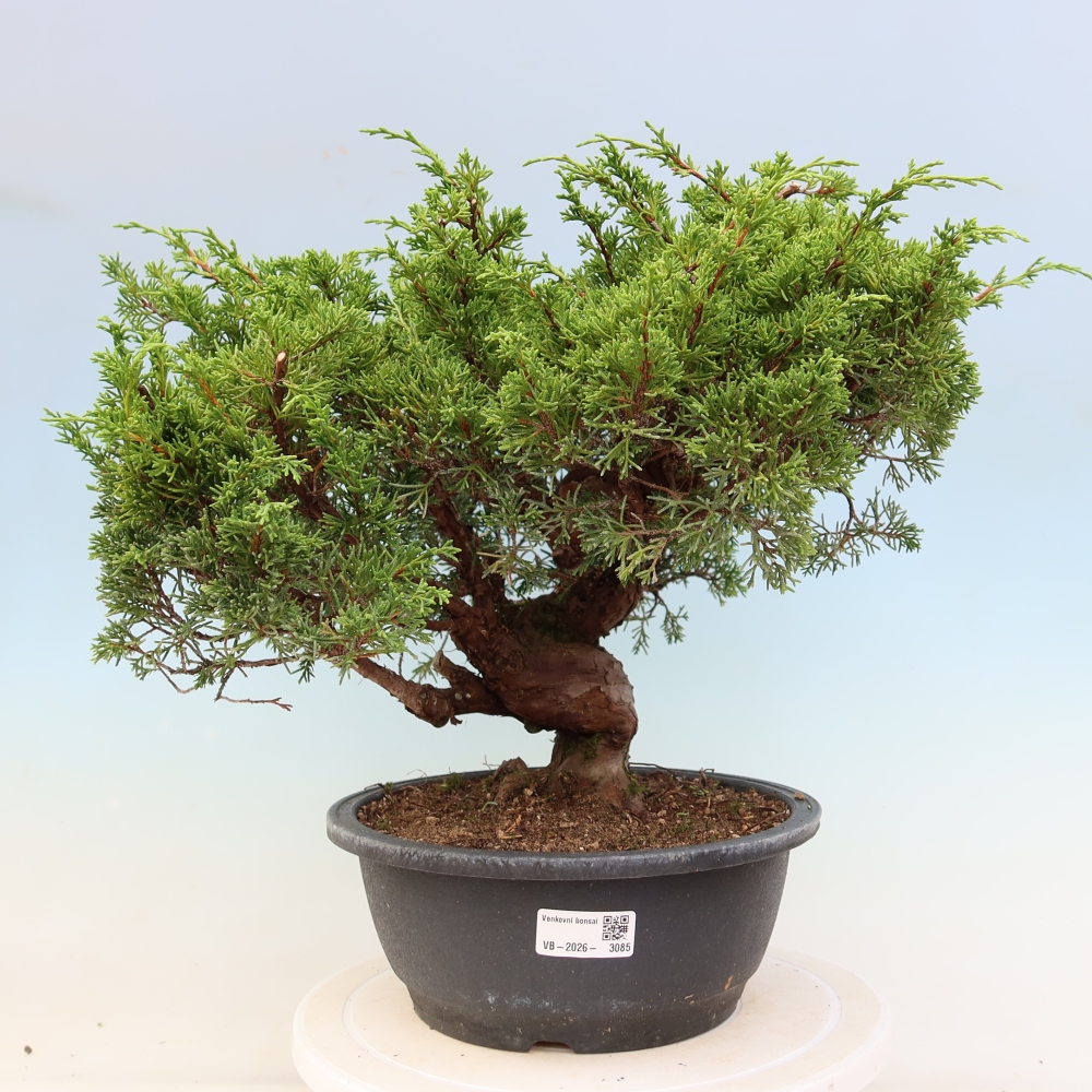 Bonsaï d'extérieur - Juniperus chinensis Itoigawa-Juniperus chinensis