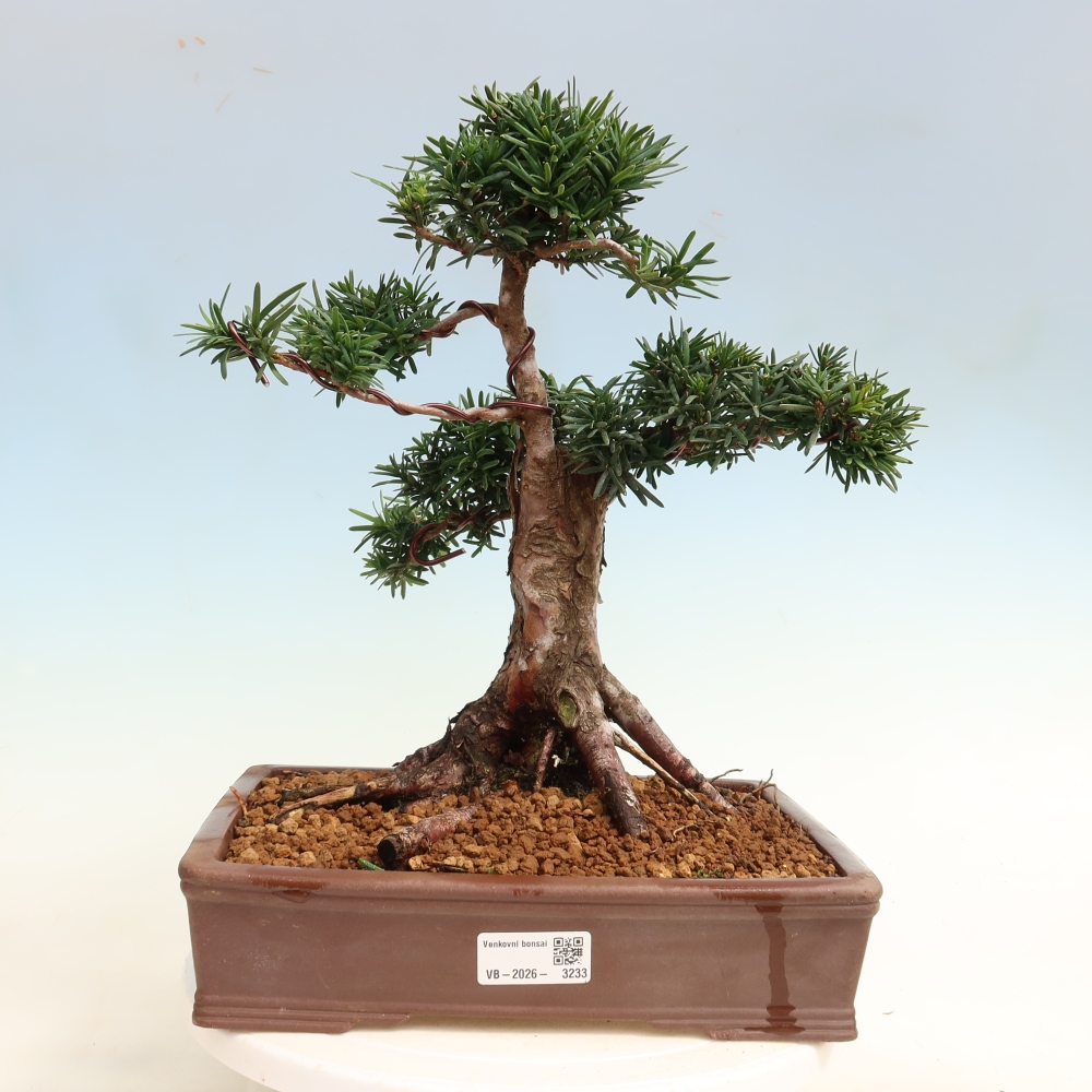 Bonsaï d'extérieur - Taxus cuspidata - If japonais
