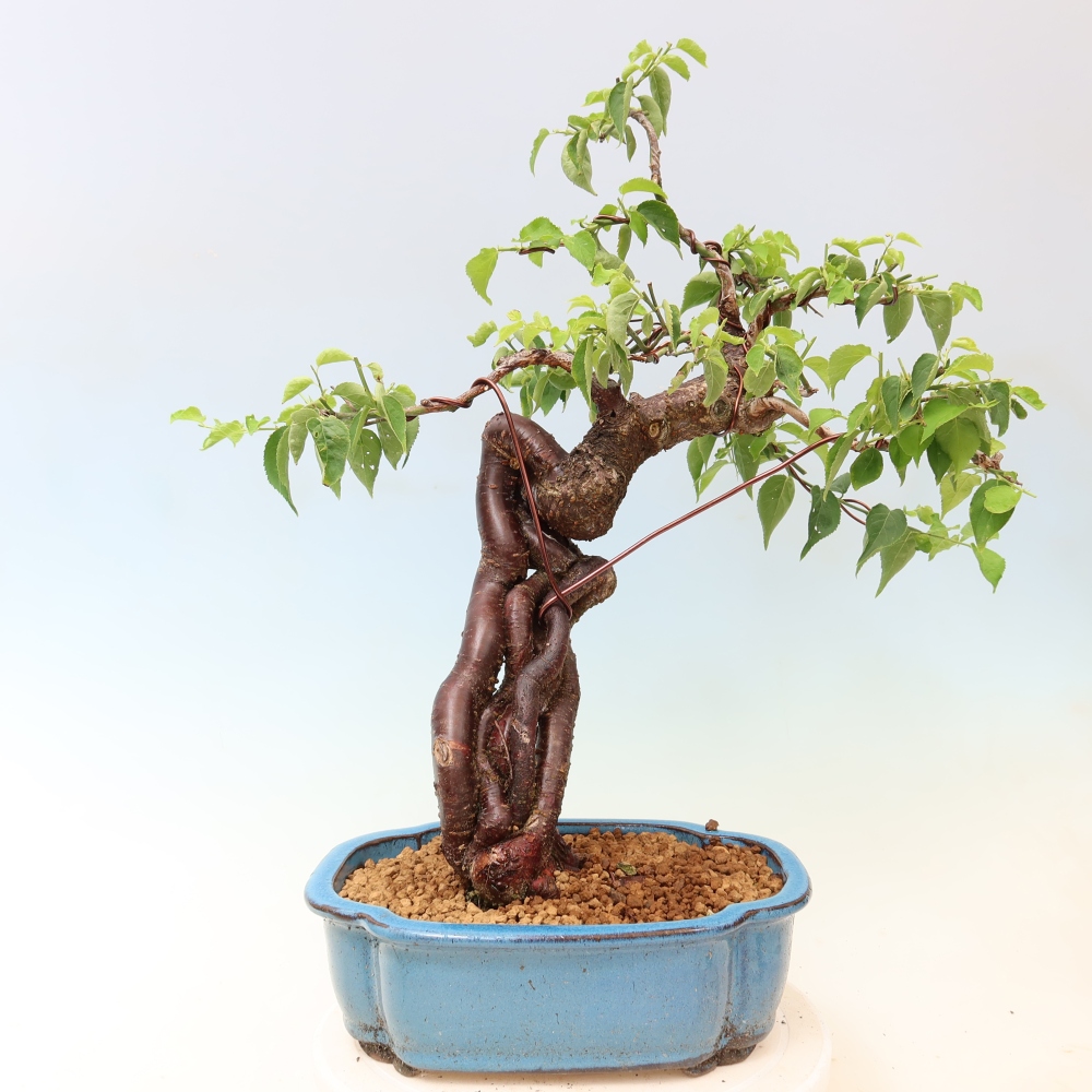 Bonsaï d'extérieur - Abricotier japonais - Prunus Mume
