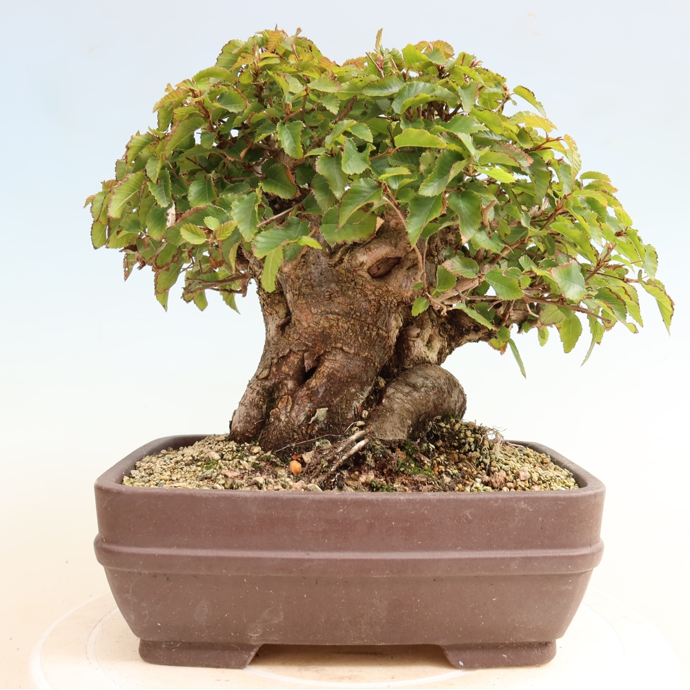 Bonsaï d'extérieur -Carpinus CARPINOIDES - Charme de Corée