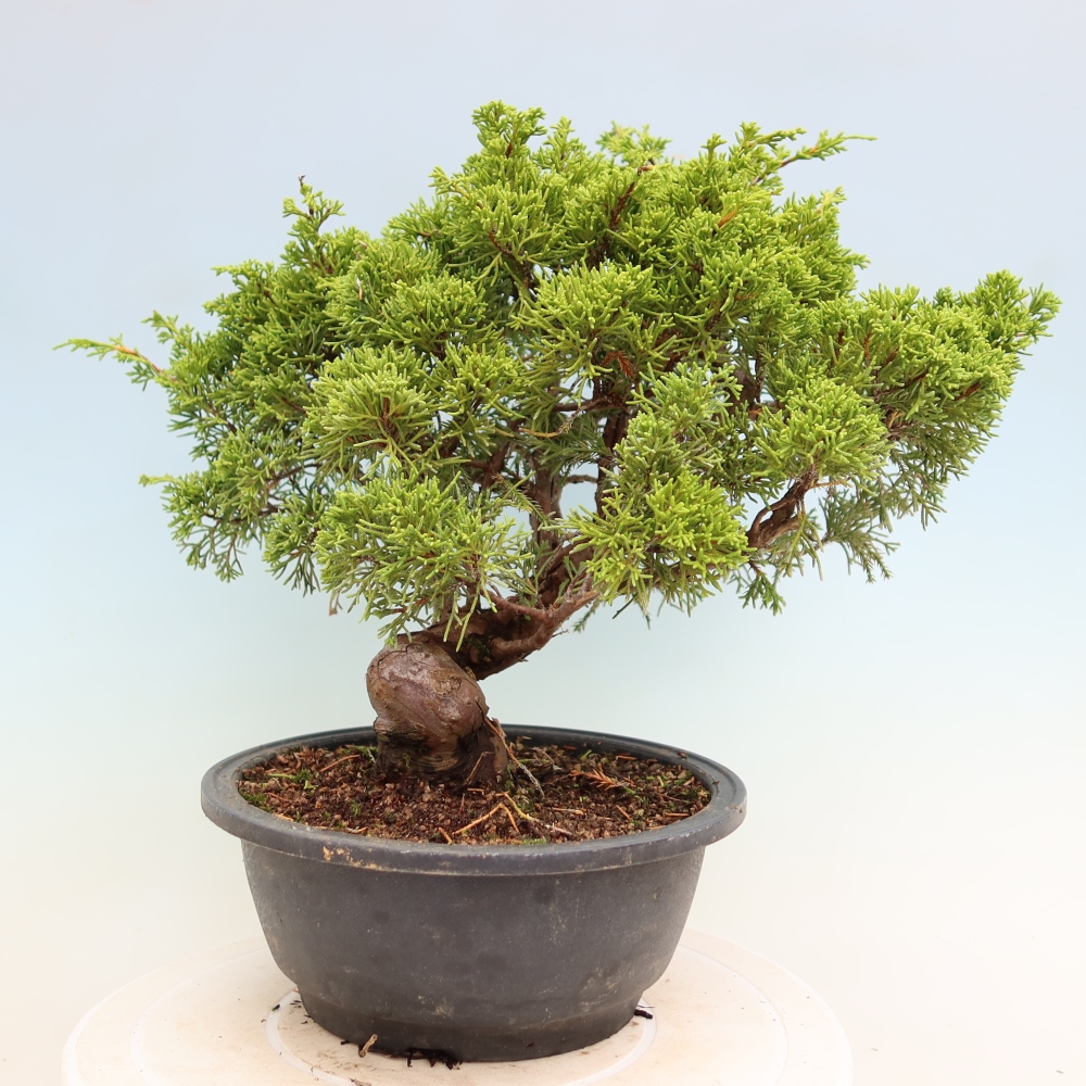 Bonsaï d'extérieur - Juniperus chinensis Itoigawa-Juniperus chinensis