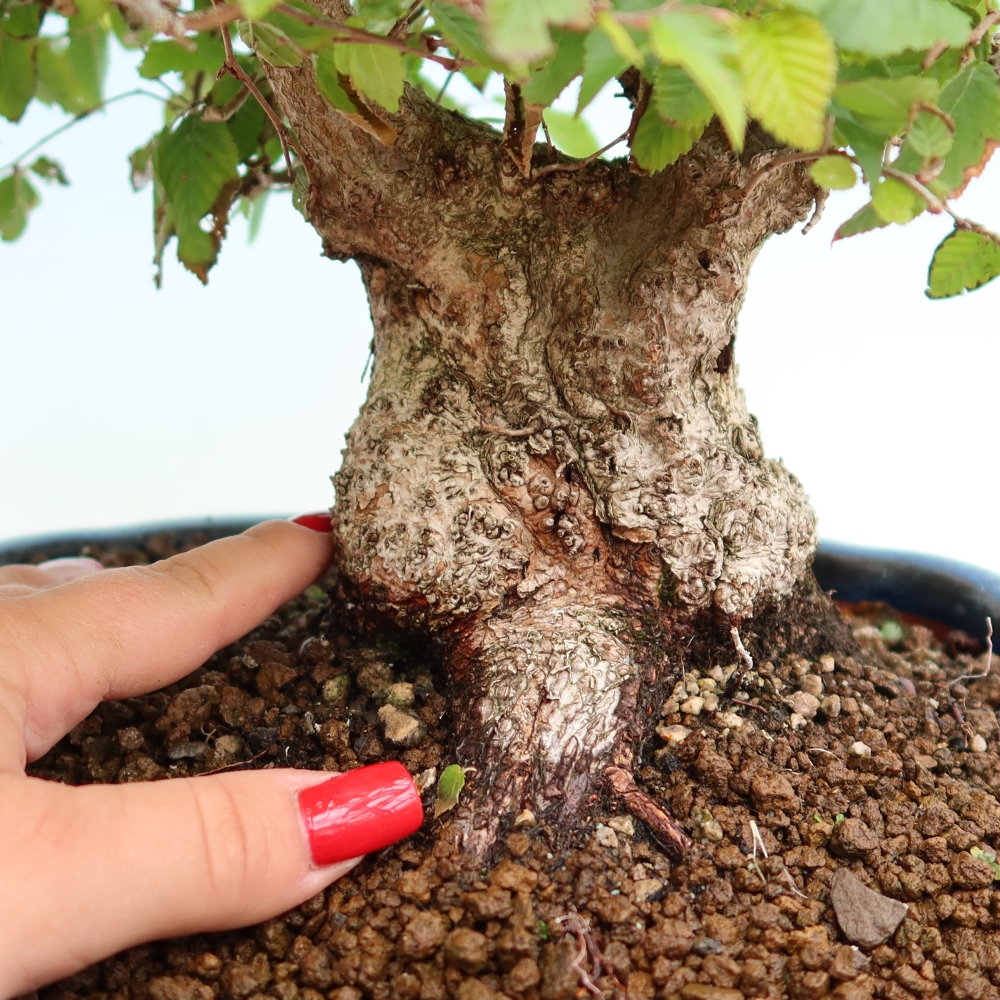 Bonsaï d'extérieur -Carpinus Coreana - Charme de Corée