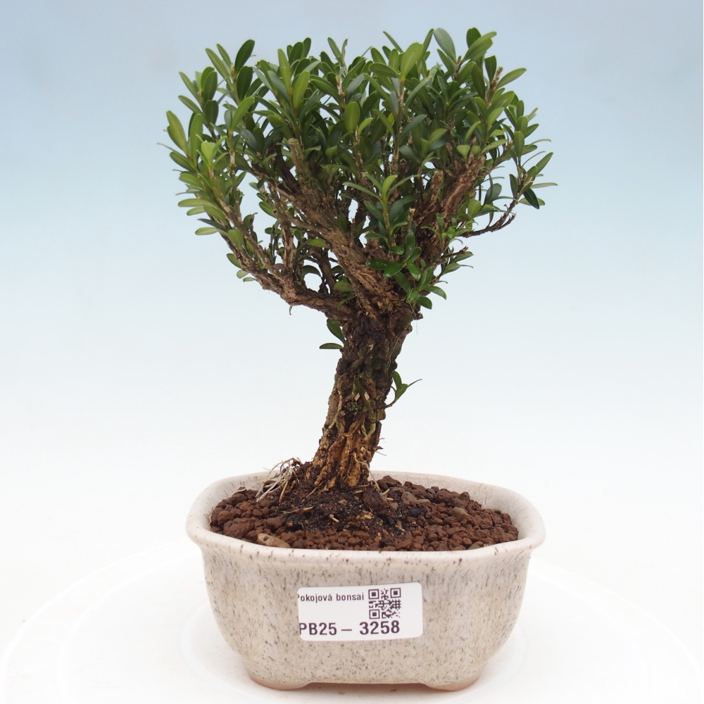 Bonsaï de chambre - Buxus harlandii - buxus liège