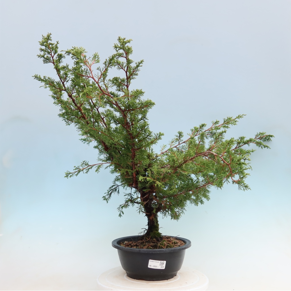 Bonsaï d'extérieur - Juniperus chinensis Itoigawa - Genévrier de Chine