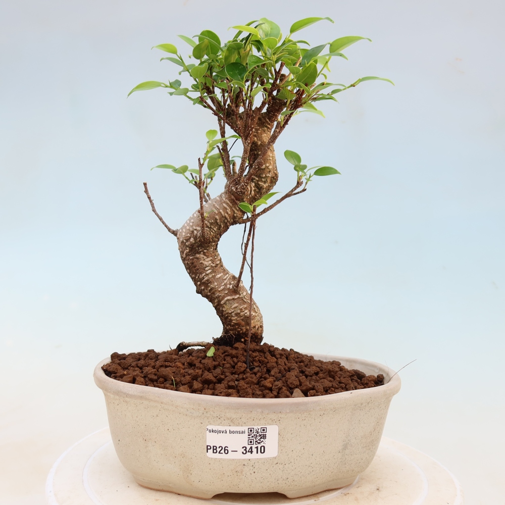 Salle bonsaï - Ficus kimmen - ficus à petites feuilles