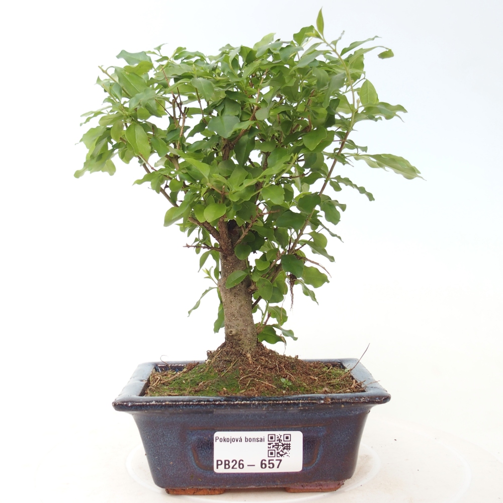 Bonsaï de chambre -Ligustrum chinensis - Bec d'oiseau
