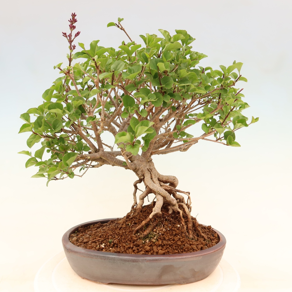 Bonsaï d'extérieur - Syringa microphylla - lilas à petites fleurs