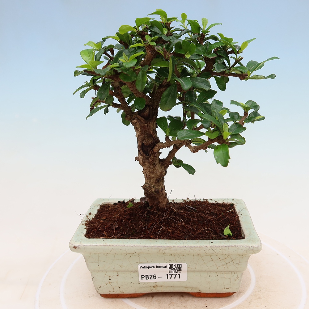 Bonsaï de chambre - Carmona macrophylla - Tea fuki