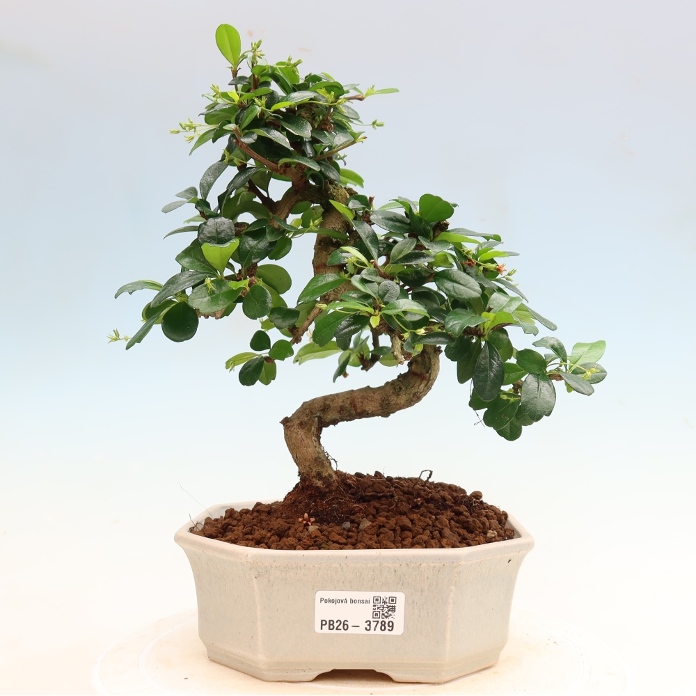 Bonsaï de chambre - Carmona macrophylla - Tea fuki