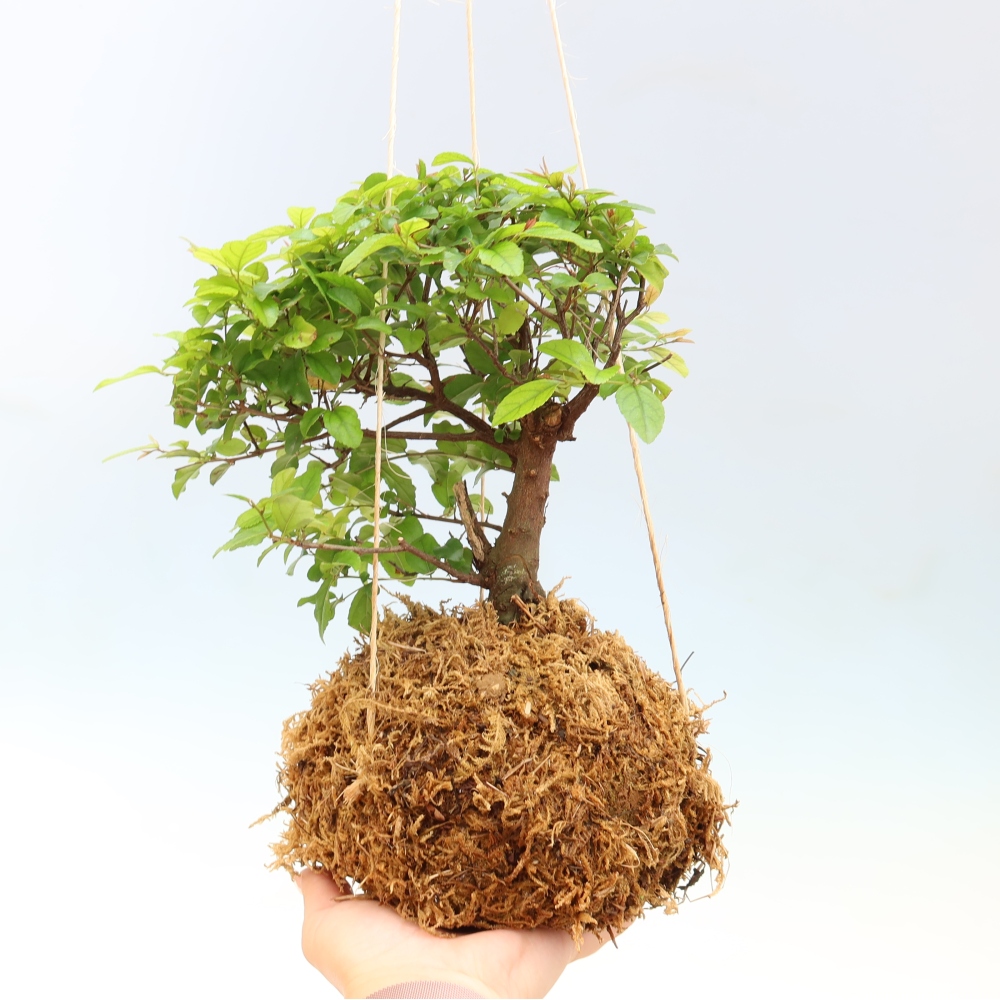 Kokedama en céramique - Thé Sagerecia - Sageretia thea