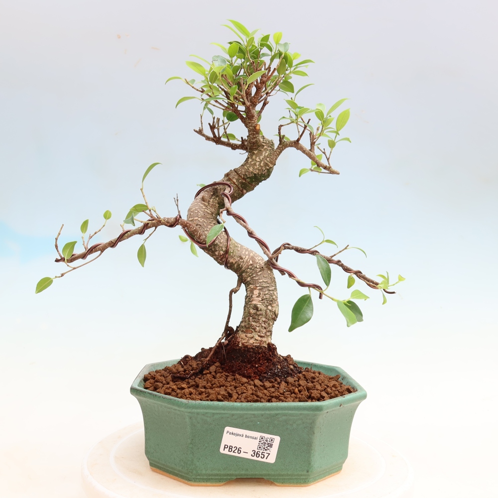 Salle bonsaï - Ficus kimmen - ficus à petites feuilles