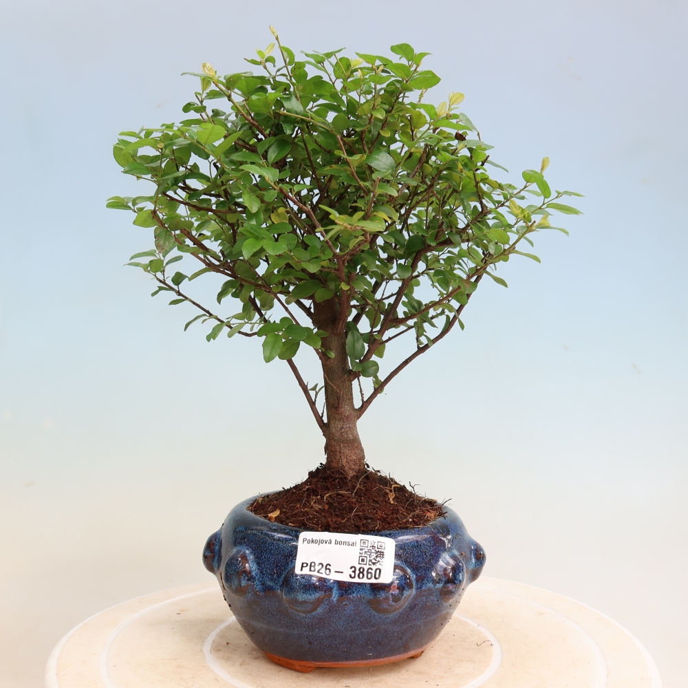 Bonsaï de chambre - Sageretia thea - Sageretia thea