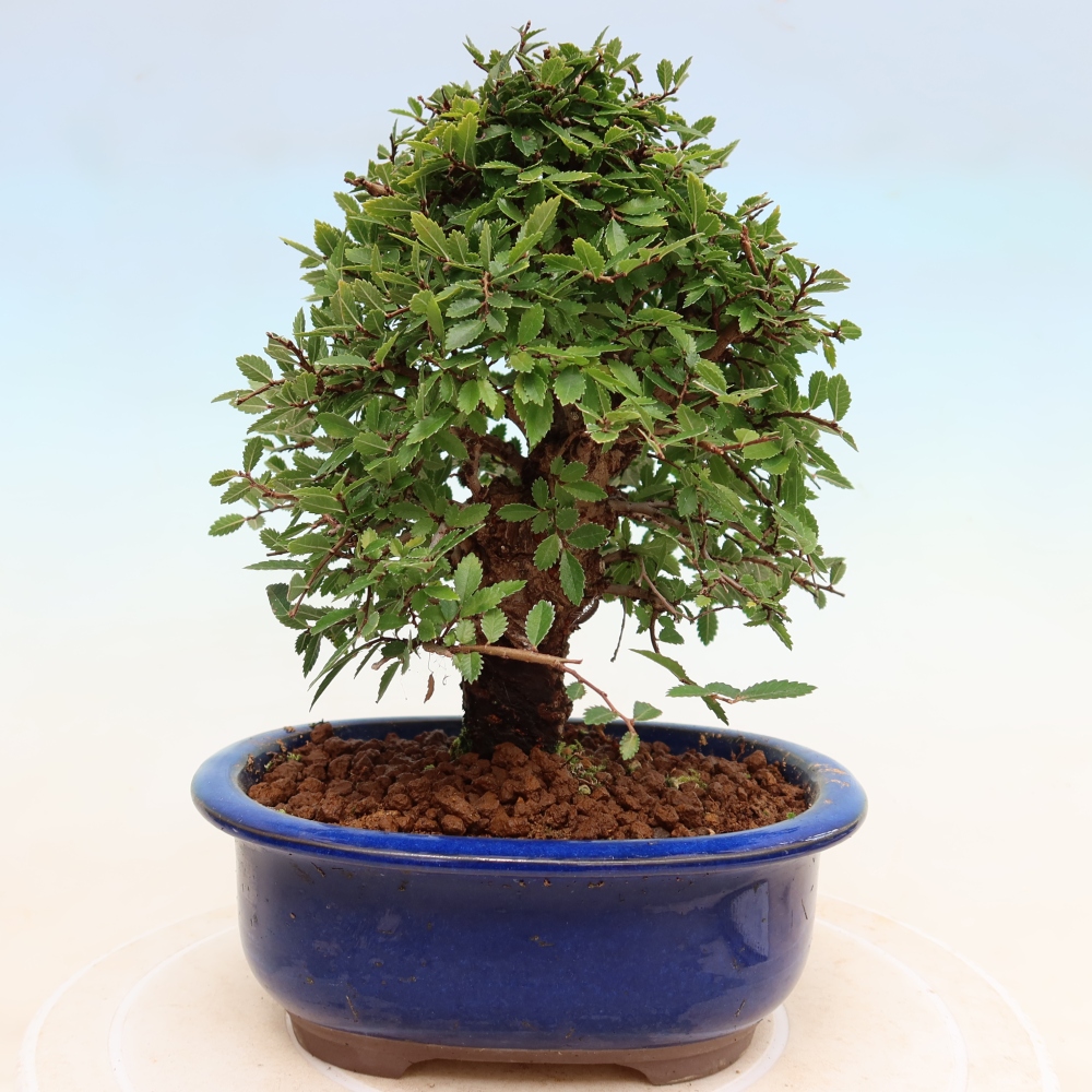 Bonsaï d'extérieur - Zelkova - Zelkova NIRE