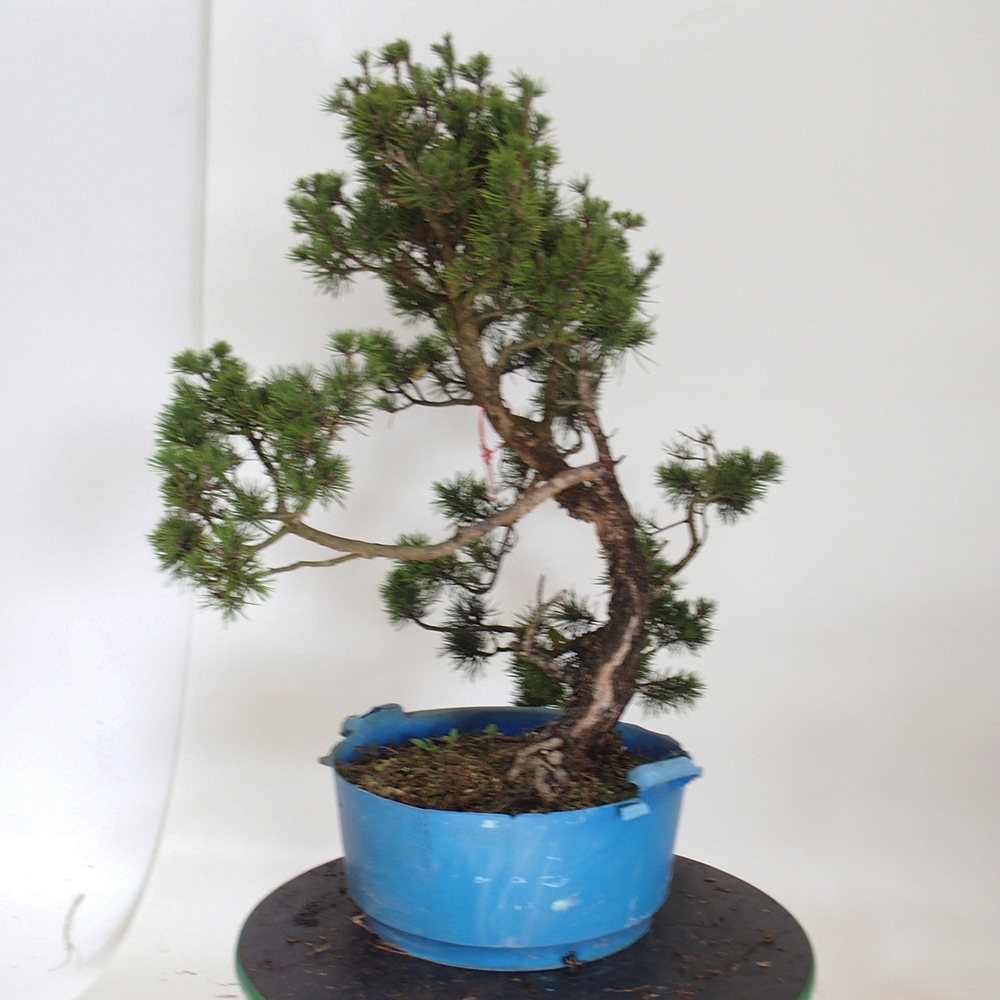 Yamadori - Pinus sylvestris Espagne