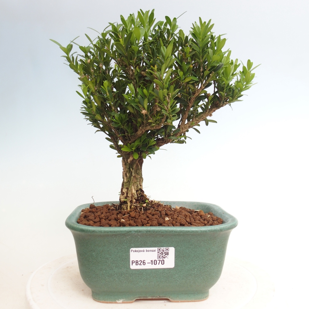 Bonsaï de chambre - Buxus harlandii - buxus liège