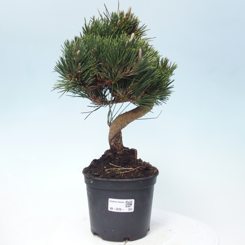 Bonsaï d'extérieur - Pinus thunbergii senjyumaru - Pin de Thunberg