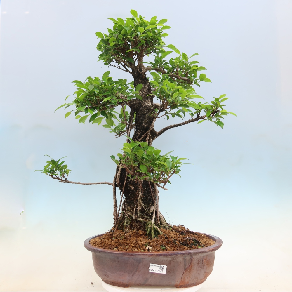 Salle bonsaï - Ficus kimmen - ficus à petites feuilles