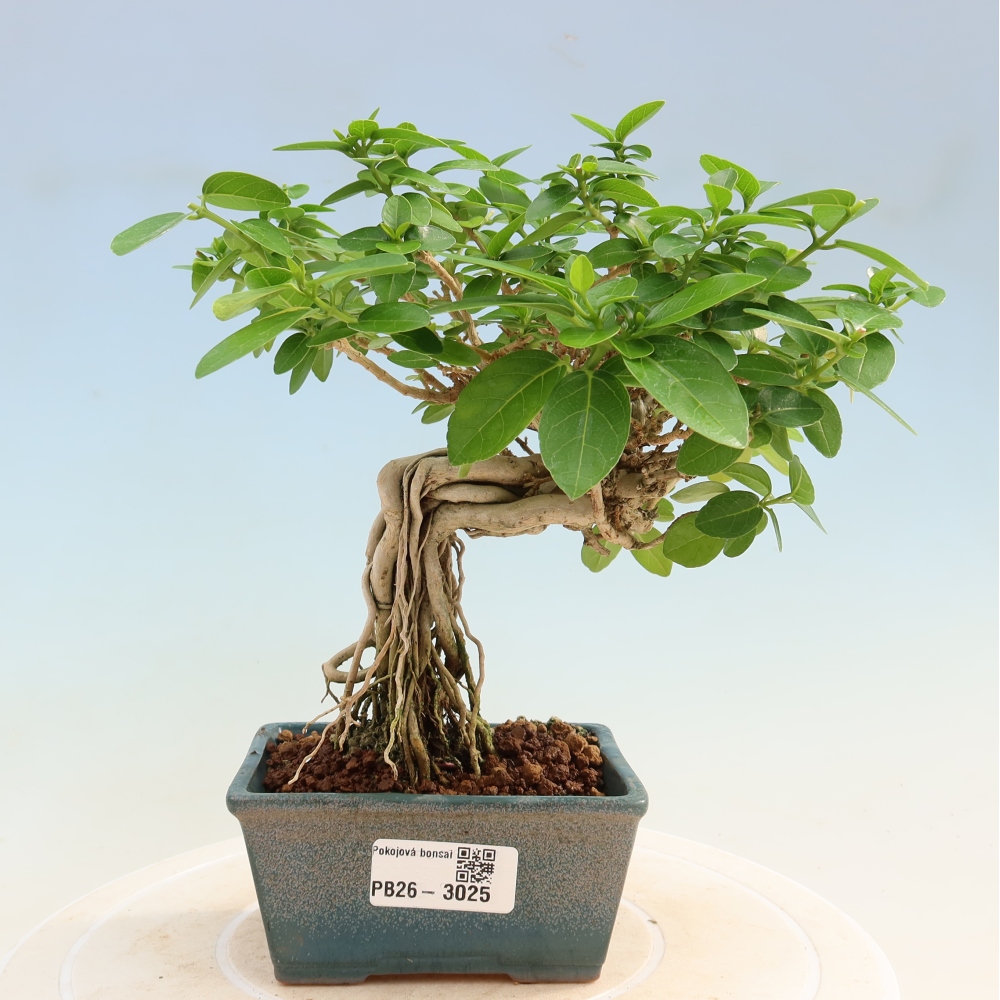 Bonsaï d'intérieur - Premna serratifolia - Kozlovna malolista