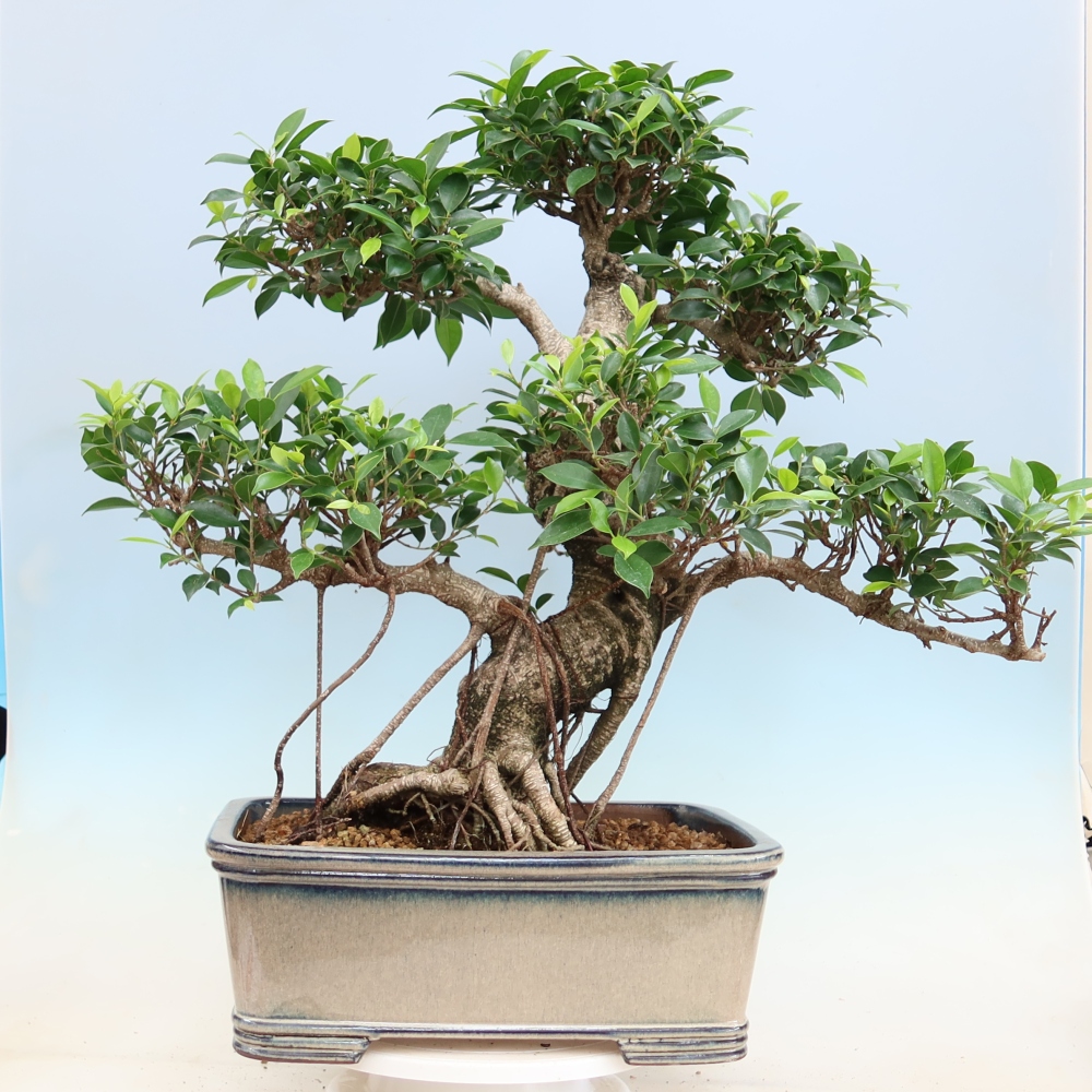 Salle bonsaï - Ficus kimmen - ficus à petites feuilles