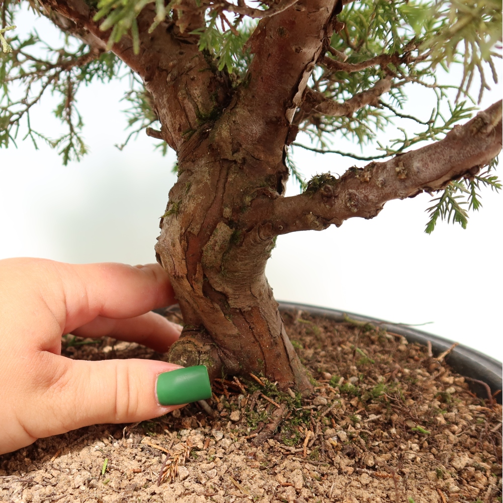 Bonsaï d'extérieur - Juniperus chinensis Itoigawa-Juniperus chinensis