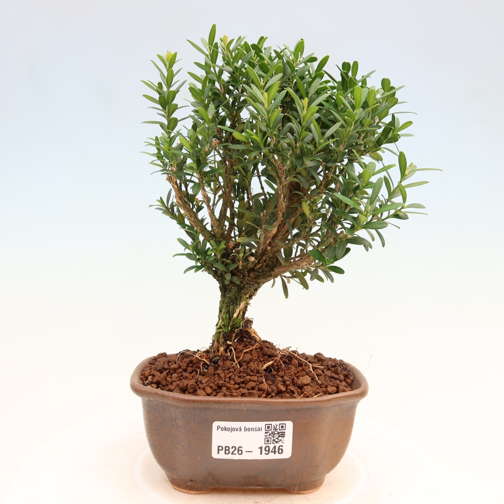 Bonsaï de chambre - Buxus harlandii - buxus liège