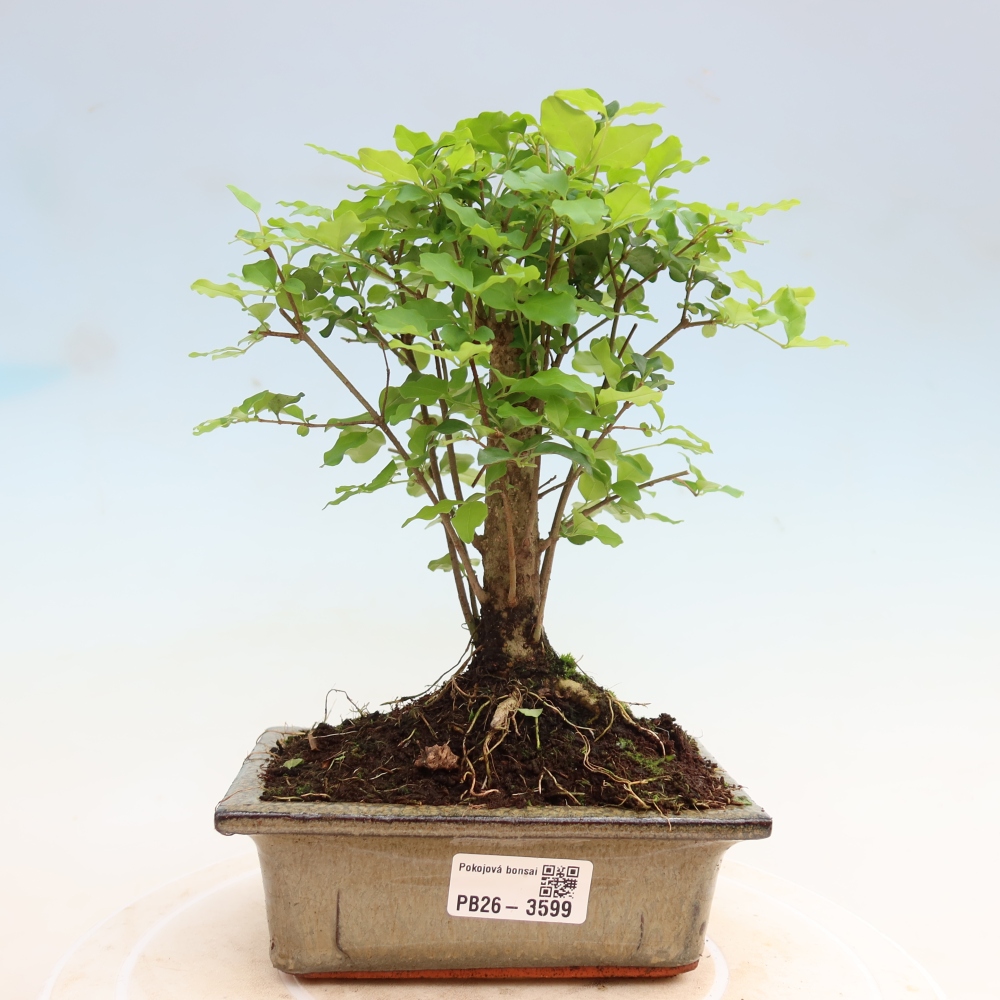 Bonsaï de chambre -Ligustrum chinensis - Bec d'oiseau