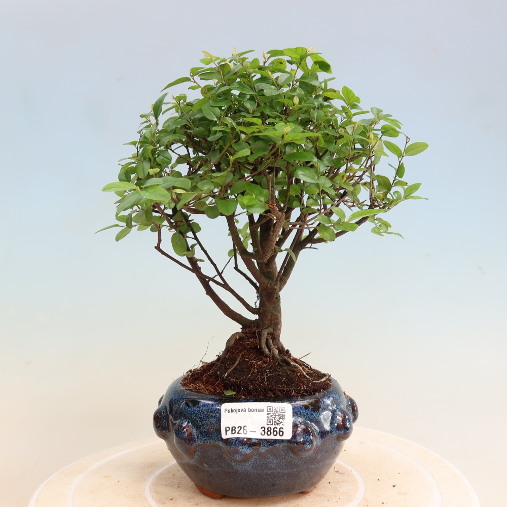 Bonsaï de chambre - Sageretia thea - Sageretia thea