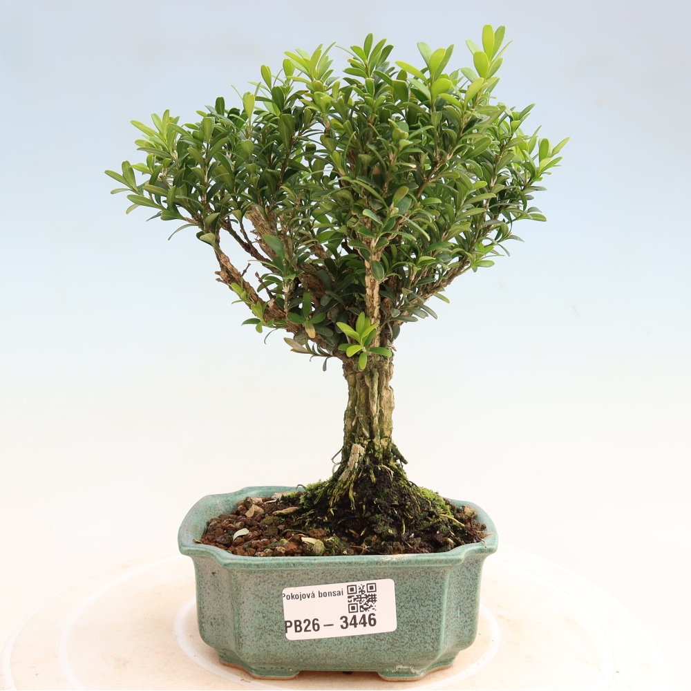 Bonsaï de chambre - Buxus harlandii - buxus liège