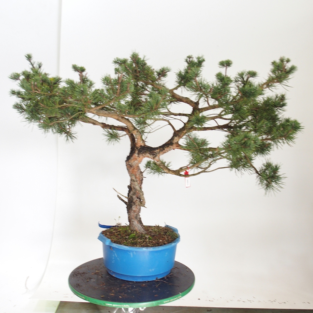 Yamadori - Pinus sylvestris Espagne