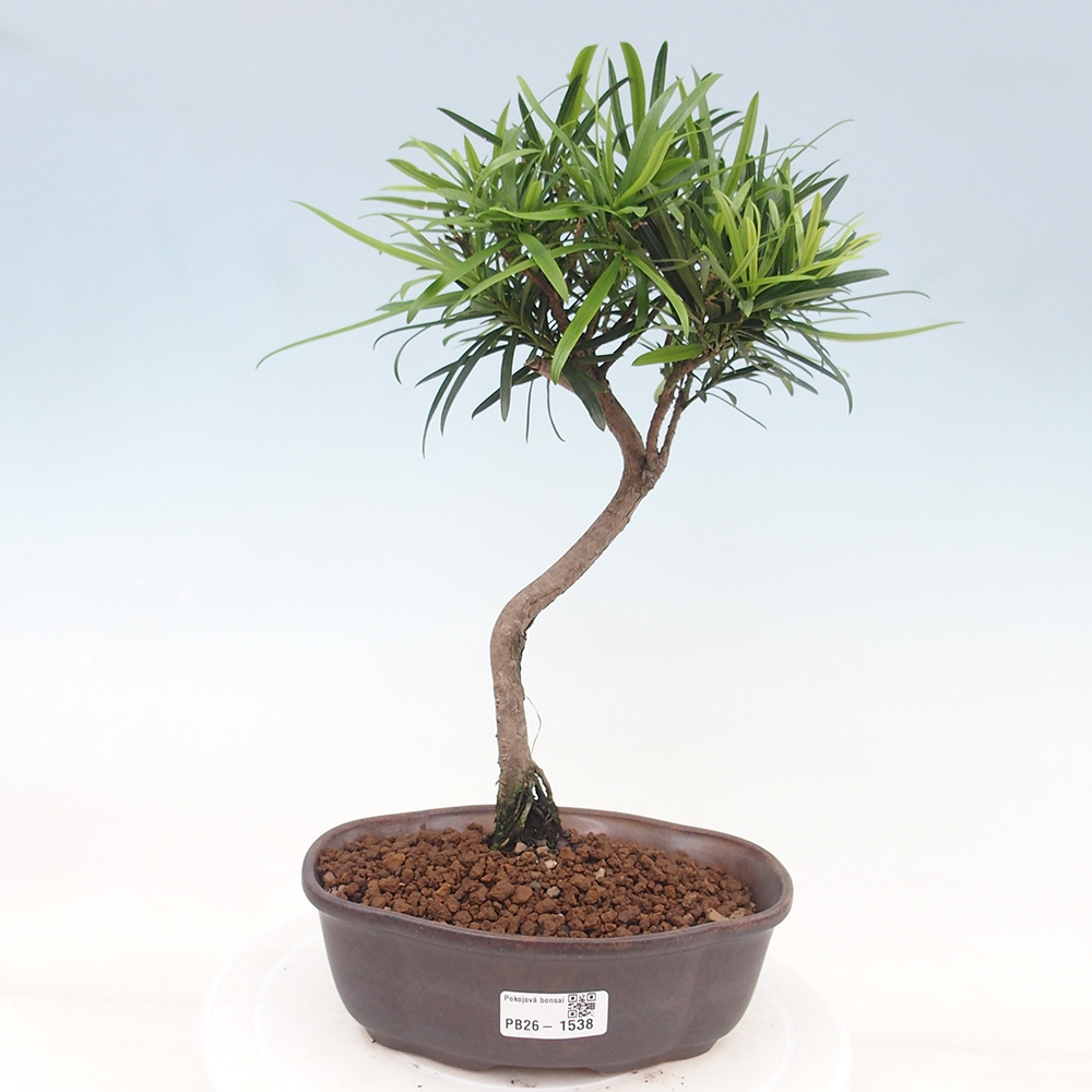Salle bonsaï - Podocarpus - If en pierre