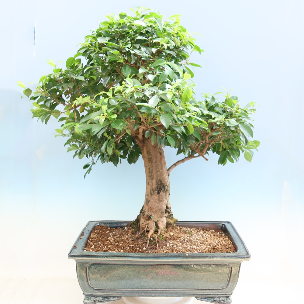Salle bonsaï - Cerisier australien - Eugenia uniflora
