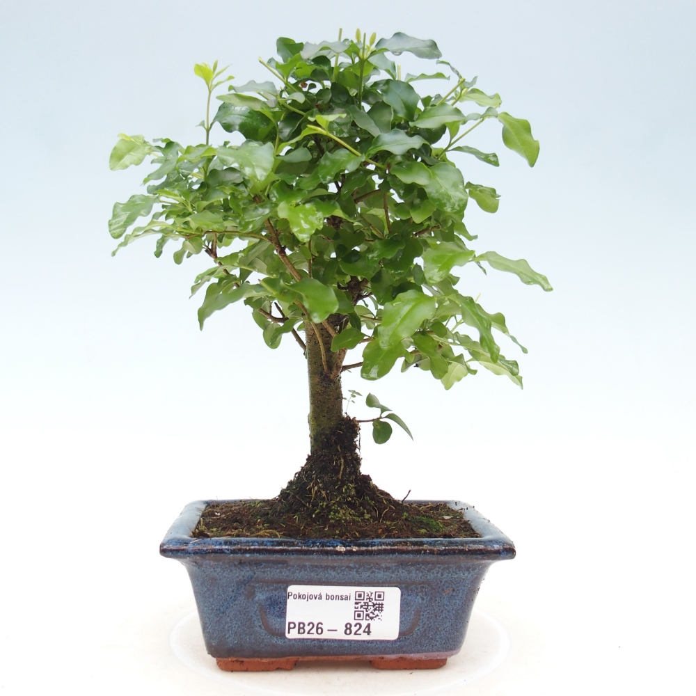 Bonsaï de chambre -Ligustrum chinensis - Bec d'oiseau
