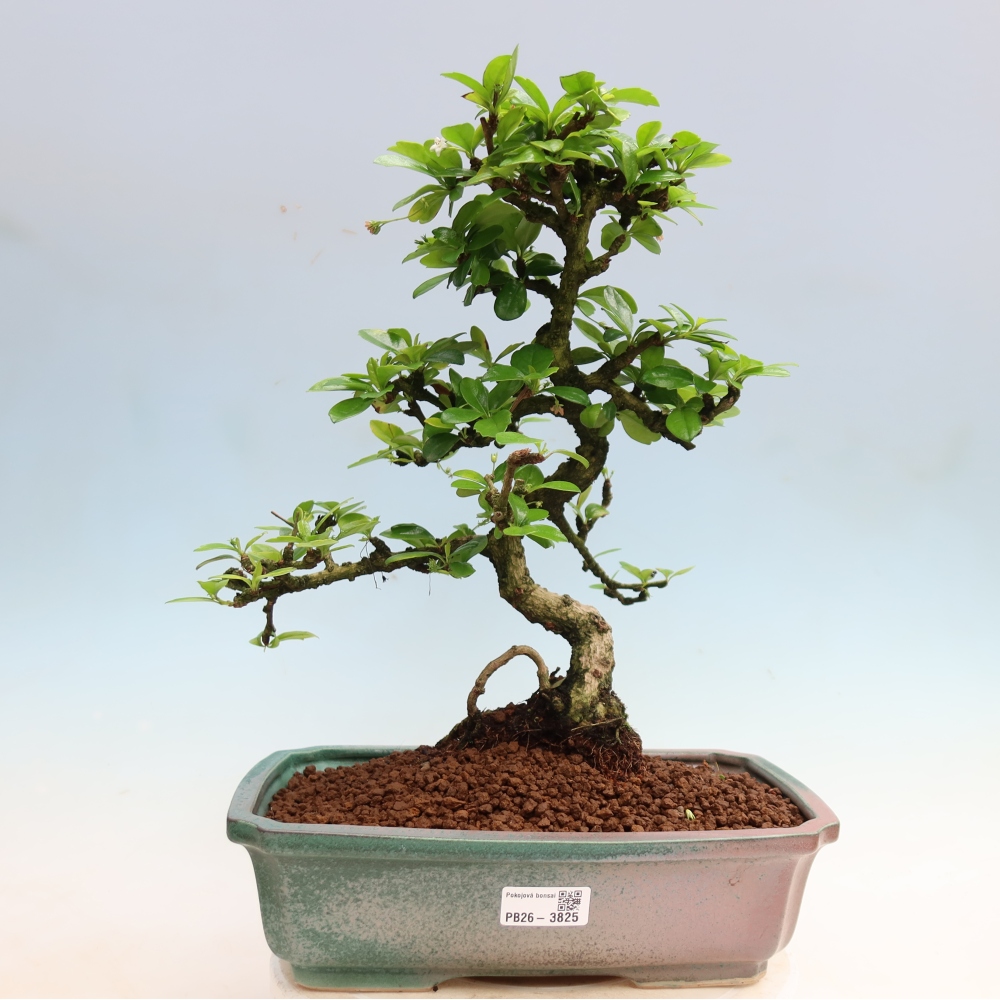 Bonsaï de chambre - Carmona macrophylla - Tea fuki