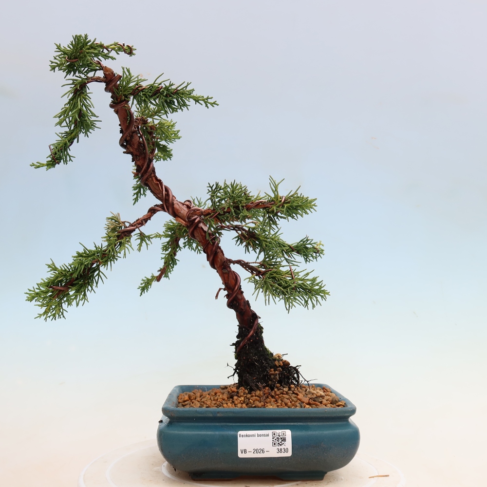 Bonsaï d'extérieur - Juniperus chinensis Kishu