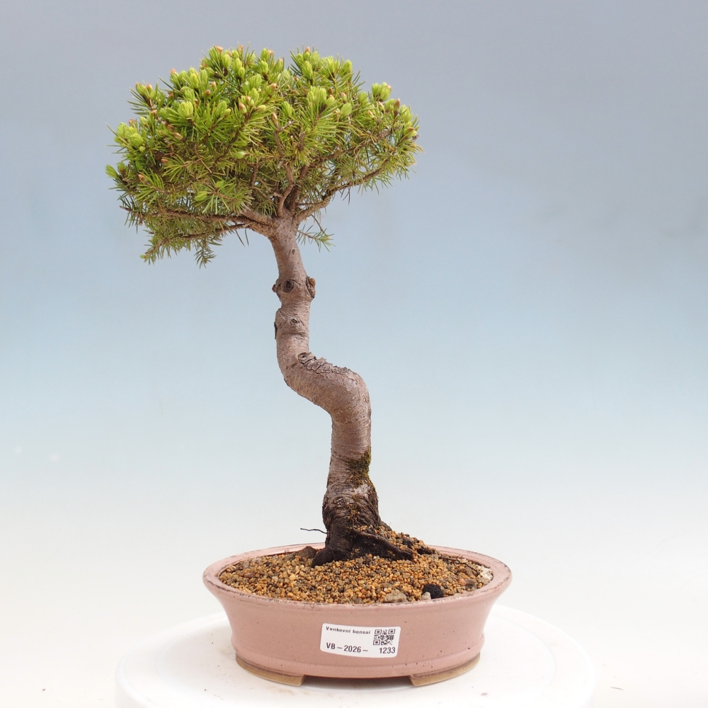 Bonsaï d'extérieur - Épicéa - Picea glauca globe