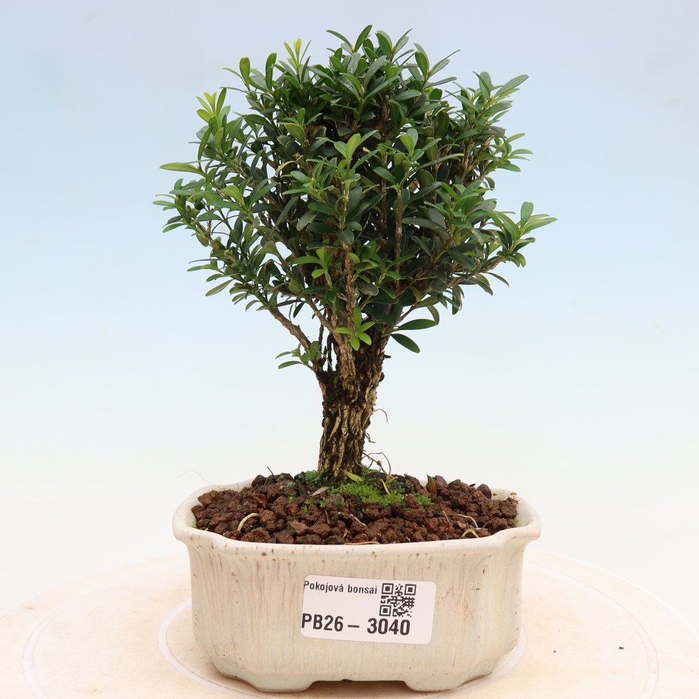 Bonsaï de chambre - Buxus harlandii - buxus liège