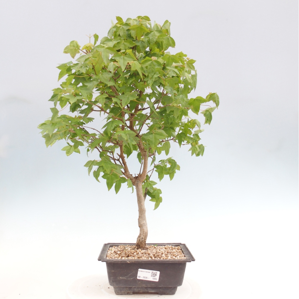 Bonsaï d'extérieur - Acer Buergerianum - Burger Maple