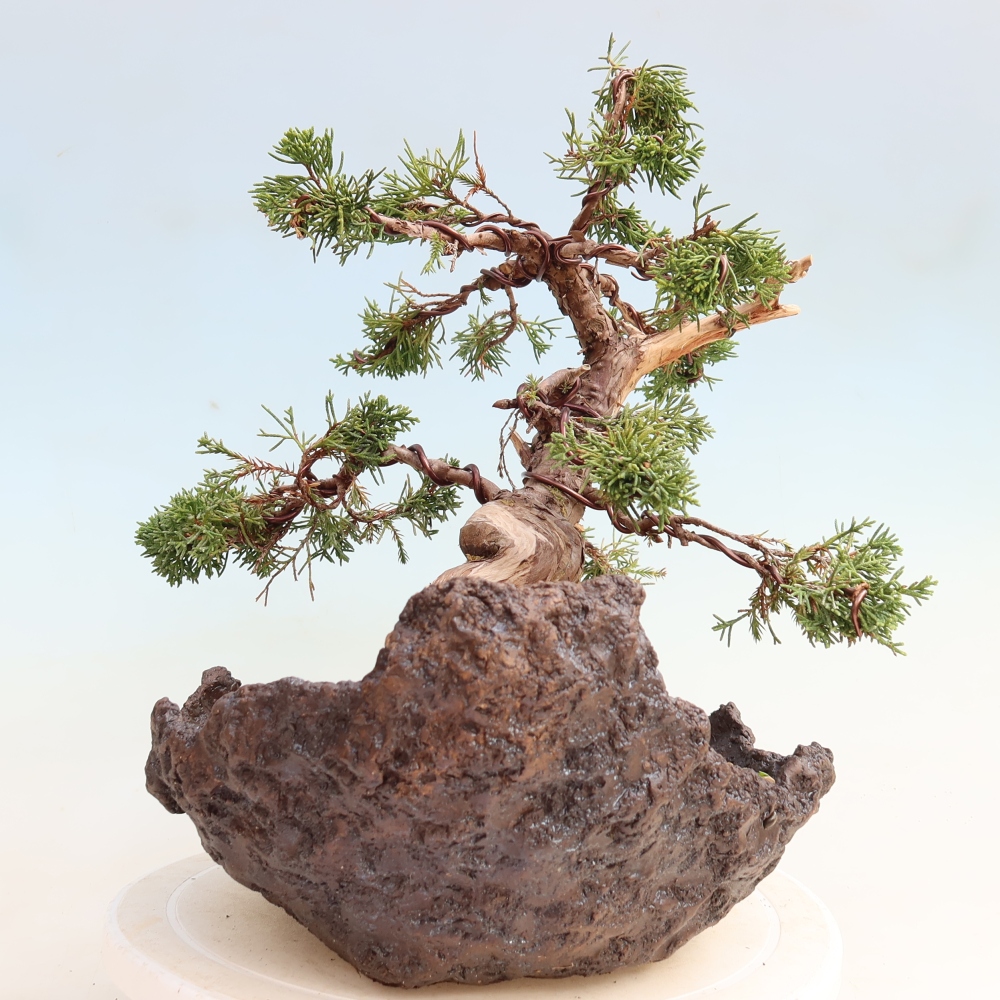 Bonsaï d'extérieur - Juniperus chinensis Itoigawa-Juniperus chinensis