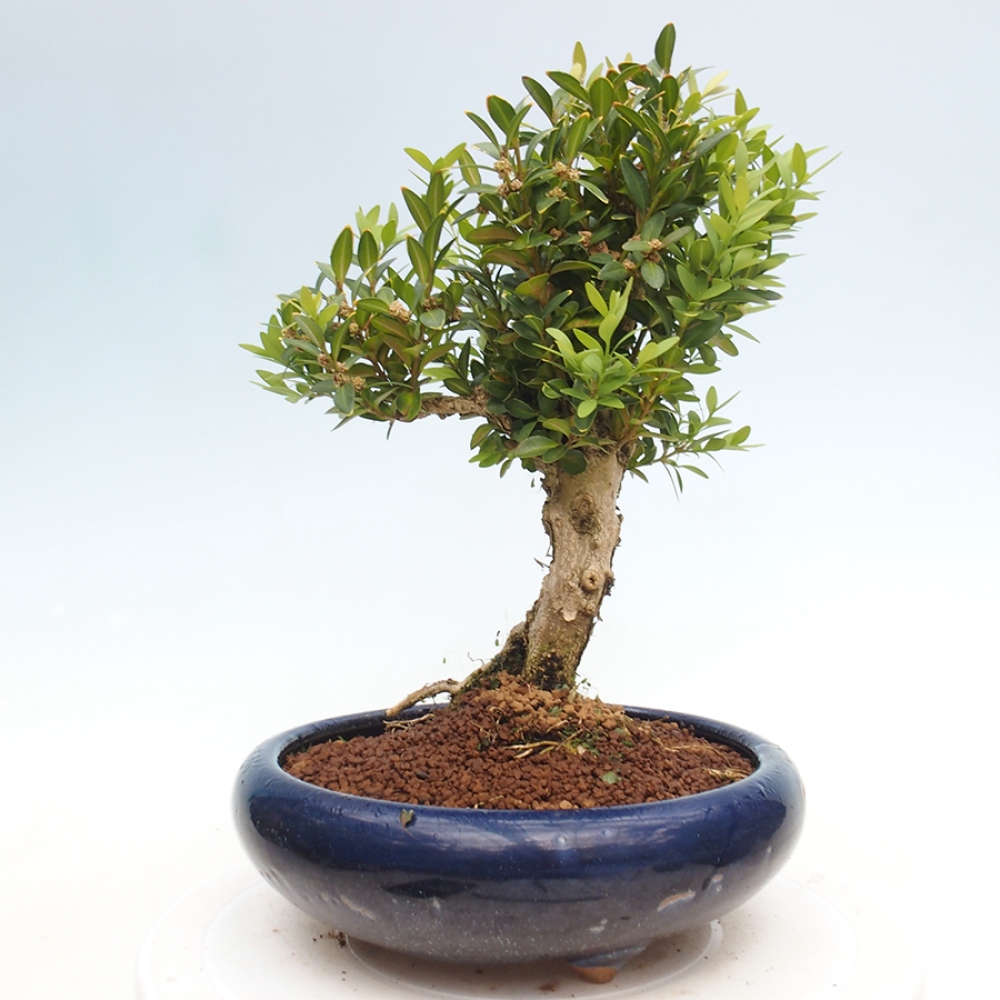 Bonsaï d'extérieur - Buxus sempervirens - buis