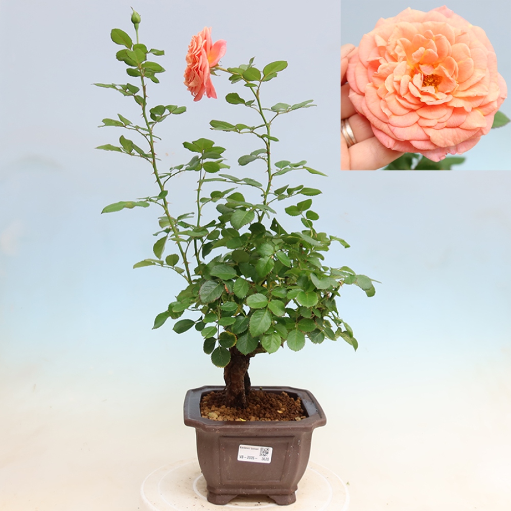 Bonsaï d'extérieur - Rosa Kordes - rose
